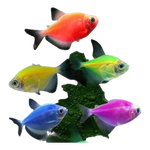 【順豐快速發(fā)貨】3-5CM彩色天使魚 群游觀賞魚淡水活體小型魚好養(yǎng) 10條（紅/黃/白/綠/紫）各2條 每10條送1條備損魚丨順豐發(fā)貨