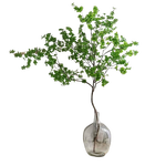 臨雅 馬醉木水培植物