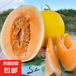 民勤蜜瓜新鮮采摘沙漠甜瓜源頭果園直發(fā) 3-5枚裝凈重（8-9斤）