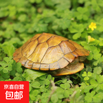 寵物烏龜活物 寵物活體烏龜 半水龜小烏龜苗 觀賞龜活體 10-11厘米黃色寵物龜 2只情侶龜