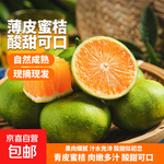 京喜加云南湖北青皮蜜桔橘子高山青皮酸桔子應(yīng)季時令水果孕婦生鮮 蜜桔帶箱2斤50-60mm