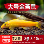 金苔鼠觀賞魚(yú)清道夫小型熱帶斑馬魚(yú)除藻工具淡水清潔糞便孔雀魚(yú) 8-10cm特大號(hào)金苔鼠2條