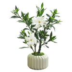 八芽小葉梔子花盆栽開花植物室內(nèi)桌面茶幾好養(yǎng)花卉綠植辦公室凈化空氣 小葉梔子花-陶瓷豎紋盆 帶盆栽好