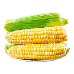 鲜水果玉米新鲜甜玉米现摘玉米棒生鲜蔬菜可生吃火锅食材 净重4.5斤