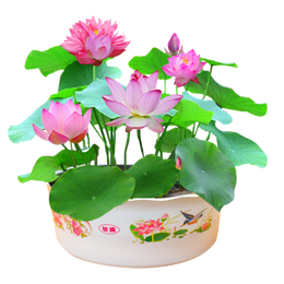 歐悟 四季碗蓮 混色種子30粒+盆+營(yíng)養(yǎng)液+水晶珠