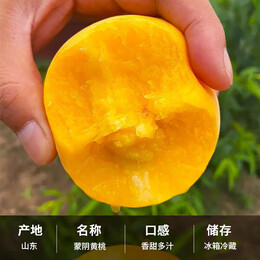 言象山东蒙阴黄毛桃新鲜水果黄肉桃新鲜采摘蒙阴黄桃 拍2件合发一箱 蒙阴黄毛桃3 净  重 2.25斤（6-8个 ）