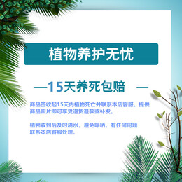 PLUS會(huì)員：歐悟 蝴蝶蘭花苗盆栽 帝王蝴蝶蘭+透明原盆+原土