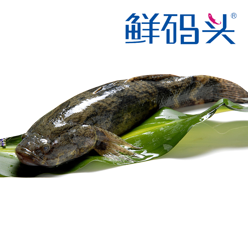 天天特价鲜码头鲜活泰国笋壳鱼1000g-1300g