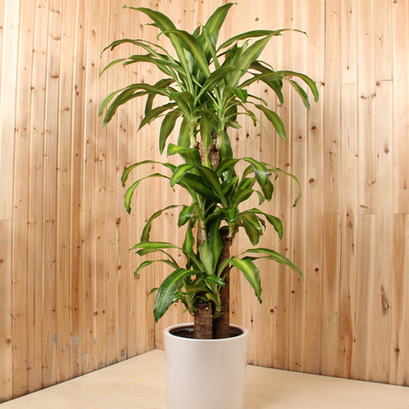 室内养什么花最好-公司放什么植物好,室内养什