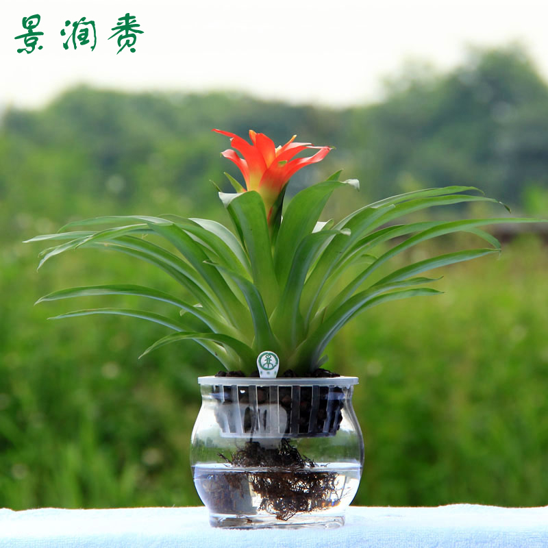 景润赉水培植物办公室内花卉盆栽植物盆景水养植物红星凤梨除甲醛绿植