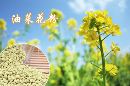 永康养蜂场油菜花粉一瓶 - 广州团购网|京东团购