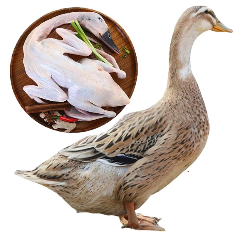 顺丰包邮淘穗散养1年整只麻鸭土鸭子3斤只拍1发2