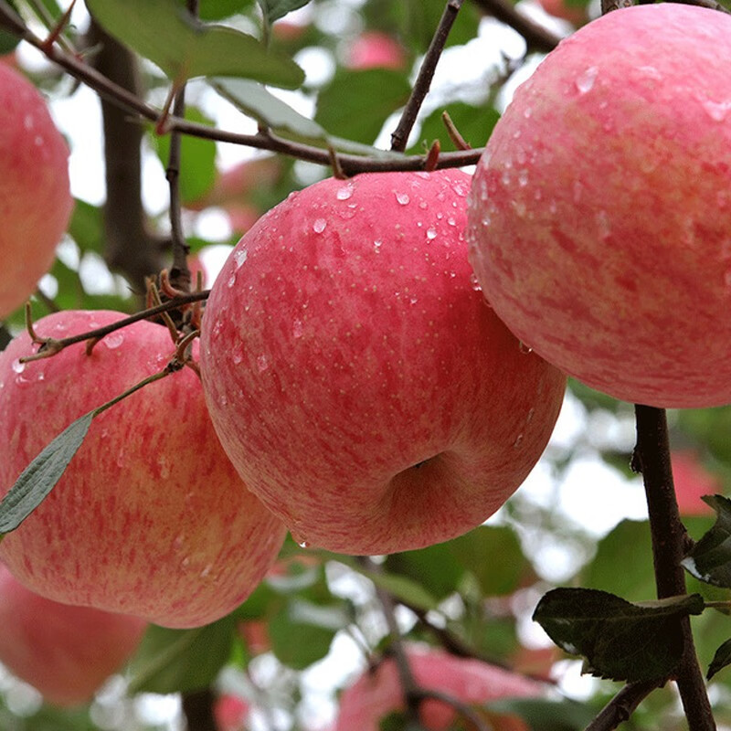 陕西洛川红富士苹果