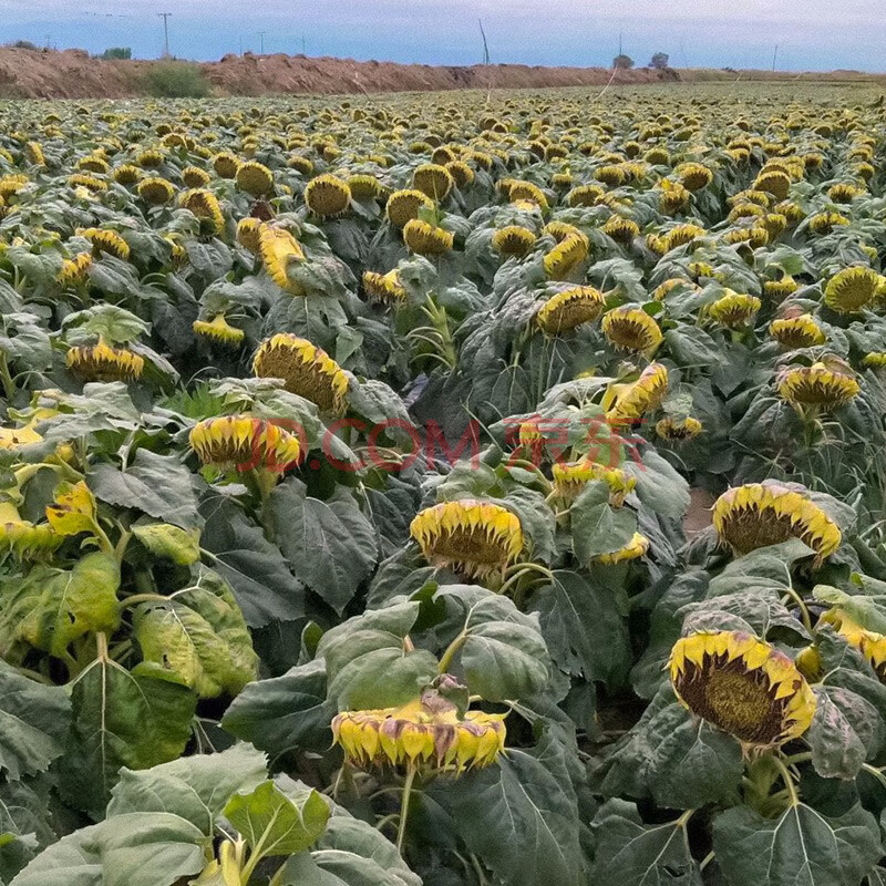 寿禾食用向日葵种子高产花种子种苗大粒小粒寿光蔬菜种籽家庭种植菜籽种孑小粒向日葵种子 矮大头 g 约350粒 图片价格品牌报价 京东