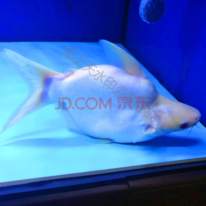 红眼白子球鲨白化短身汗鲨成吉思汗鲨大型鱼热带观赏鱼活淡水其他淡水鲨鱼请咨询 图片价格品牌报价 京东