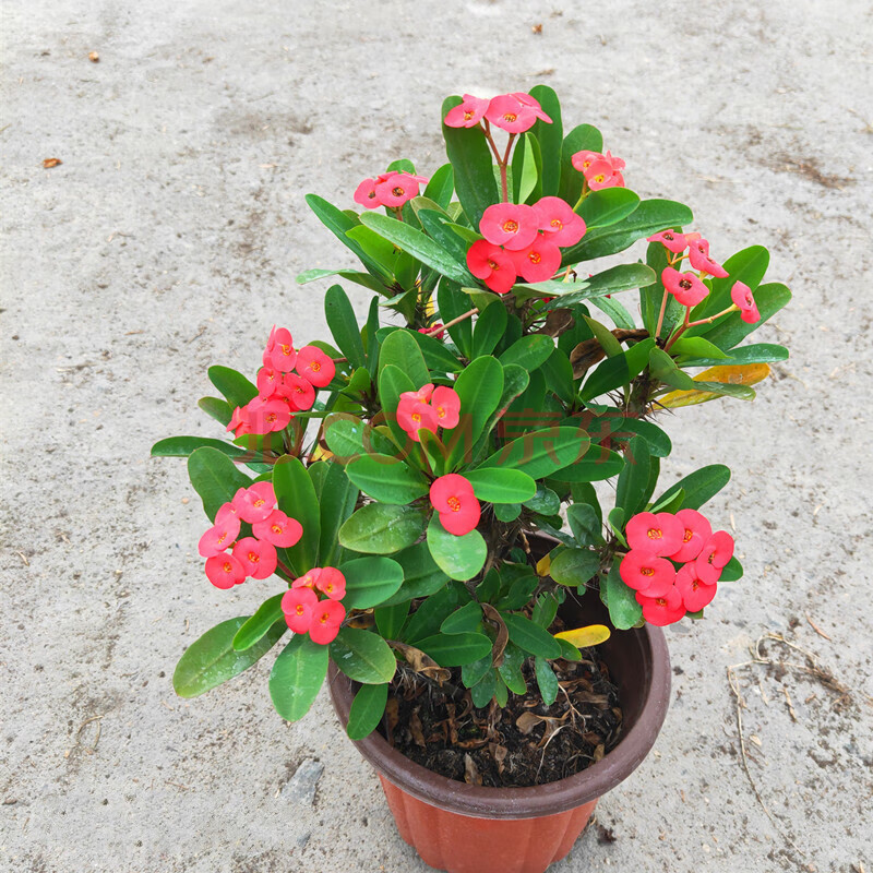 虎刺梅铁海棠麒麟花盆栽绿植办公室小盆景花卉带花带盆大叶大花虎刺梅稀有品种不含盆 图片价格品牌报价 京东