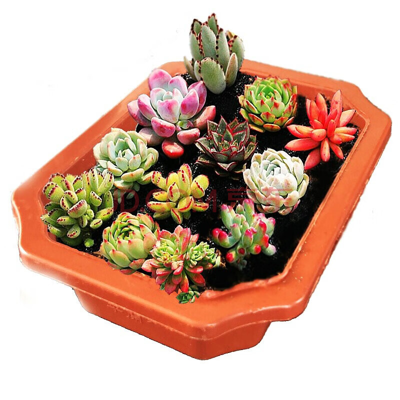 轩林美多肉植物肉肉盆栽组合套装老桩办公室内耐干旱懒人绿植花卉6种多肉拼盘套装 肉随机 含盆土 图片价格品牌报价 京东