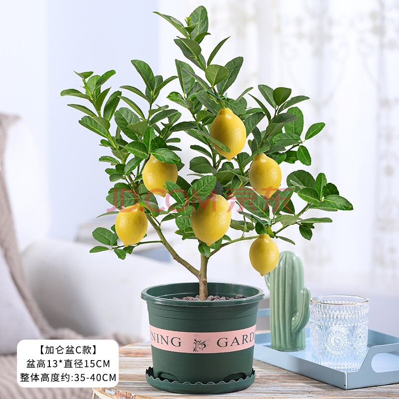 香水柠檬树盆栽花卉植物室内办公室绿植四季常青可食用花果树苗柠檬盆栽 C款加仑盆 送肥料带盆栽好 图片价格品牌报价 京东
