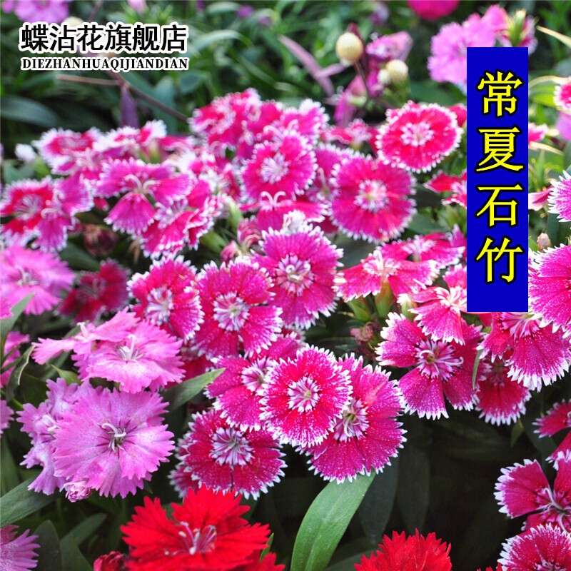 蝶沾花常夏石竹花种子四季种易活多年生耐寒花卉种子矮生地被石竹花籽旱羽裂石竹园林绿化植物盆栽花草种籽常夏石竹