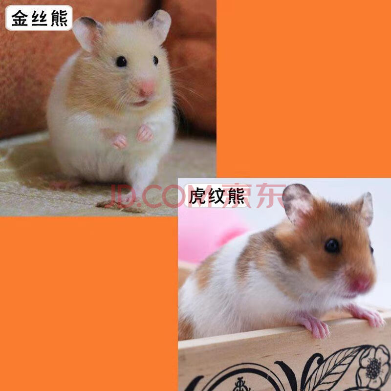 豆乐奇小仓鼠活体三线银狐金丝熊长毛仓鼠宠物仓鼠宝宝幼崽一对情侣金丝熊 虎纹熊一公一母 图片价格品牌报价 京东