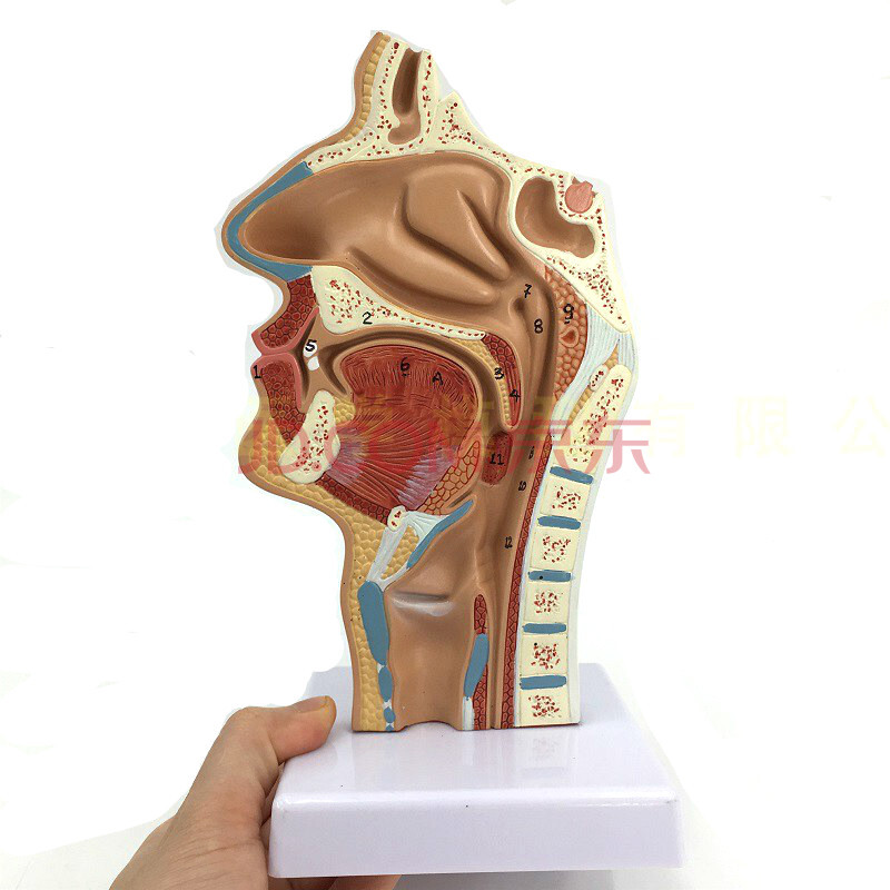 人体鼻腔解剖模型鼻部医学鼻子模型耳鼻喉科模型人体鼻腔模型c款正常口鼻咽矢状有标识送图 图片价格品牌报价 京东 人体鼻腔解剖模型鼻部医学鼻子模型耳鼻喉科模型人体鼻腔模型c款正常口鼻咽矢状有标识送图 图片价格品牌报价 京东