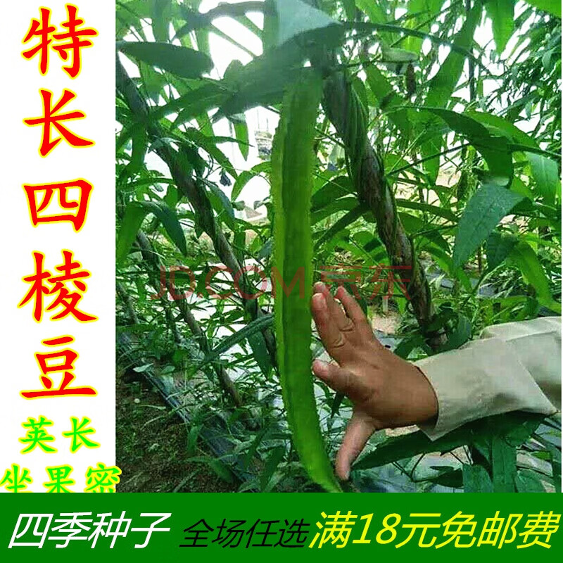 特长四棱豆种子豆角四角豆皇帝香龙豆豆种籽阳台农家田园四季蔬菜特长四棱豆种子500克 图片价格品牌报价 京东 特长四棱豆种子豆角四角豆皇帝香龙豆豆种籽阳台农家田园四季蔬菜特长四棱豆种子500克 图片价格品牌报价 京东