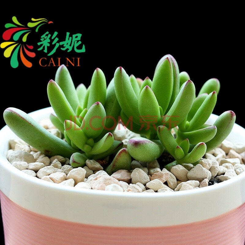 多肉植物萌肉肉组合盆栽办公室内迷你多肉桌面植物肉肉植物小天狗不含盆 图片价格品牌报价 京东 多肉植物萌肉肉组合盆栽办公室内迷你多肉桌面植物肉肉植物小天狗不含盆 图片价格品牌报价 京东
