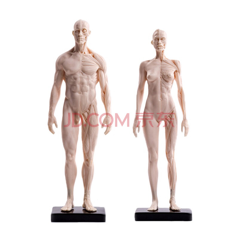 刻沫人体模型绘画临摹人体雕塑人体结构cg参考模型艺用美术男女肌肉骨骼模型美术生毕业礼物男 女皮肤白色配底座30cm 图片价格品牌