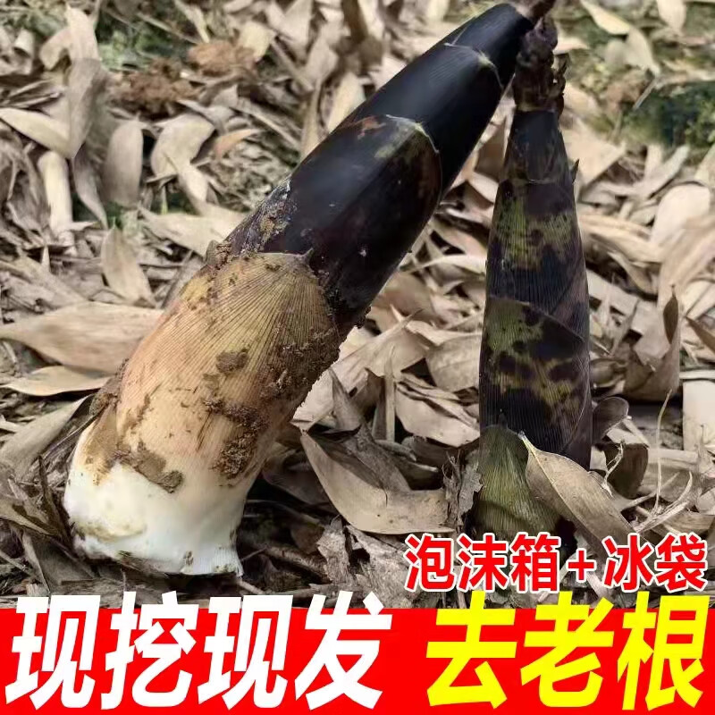 松林美果四川春笋净重5斤装+冰袋包装 29.9元 - 折送网