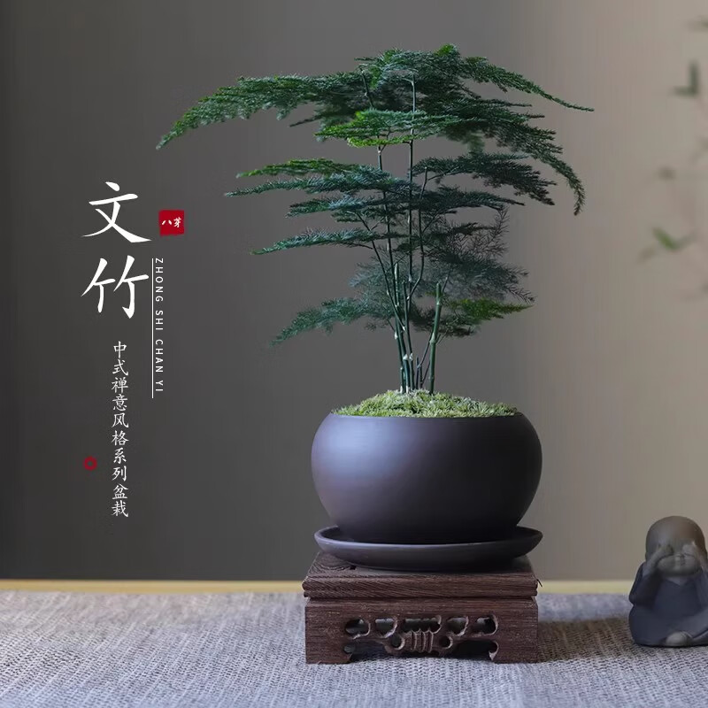 八芽水培植物双杆发财树+轻奢小蓝瓶+几何木架含盆 8.4元，八芽文禅意盆文竹含紫砂托盘带盆 8.9元 - 86线报