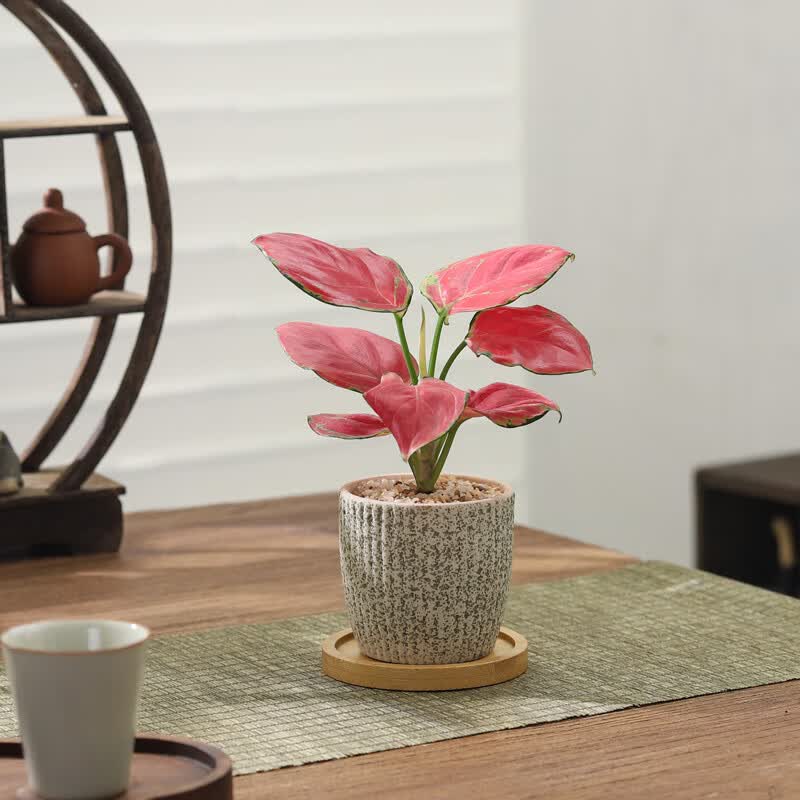 9.88💰吉利荭+星徽盆+托盘 9.9💰六月雪+圈盆+密胺托盘 - 线报酷