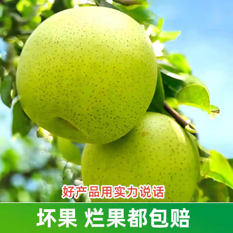 鲜友季砀山青皮皇冠梨净重8.5-9斤 19.9元 - 线报酷