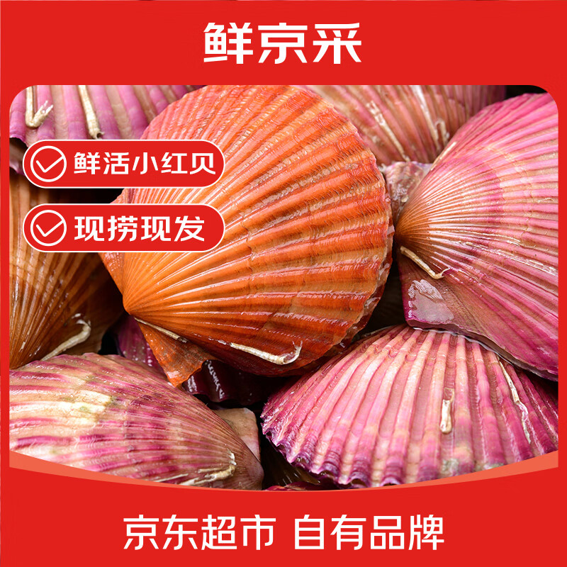 鲜京采新鲜扇贝净重3斤10-12只/斤 25.9元 - 线报酷