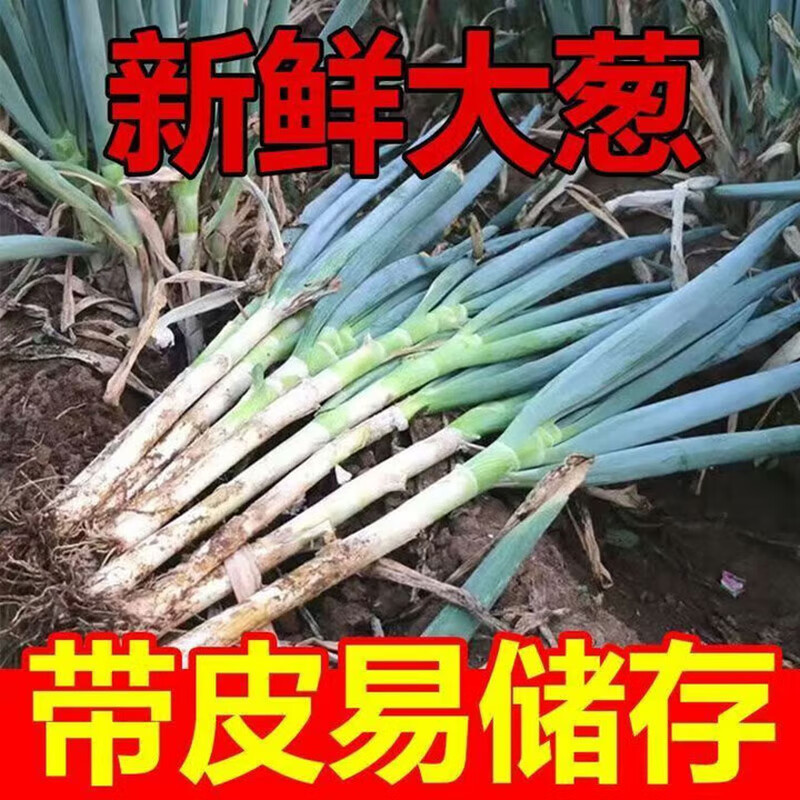 亨泰丰源正宗山东新鲜大葱5斤 9.9元 - 86线报