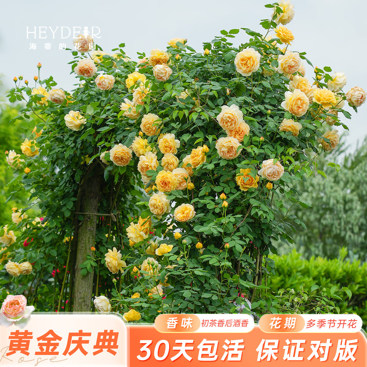 海蒂的花园月季黄金庆典15cm含盆 19.8元 - 线报酷