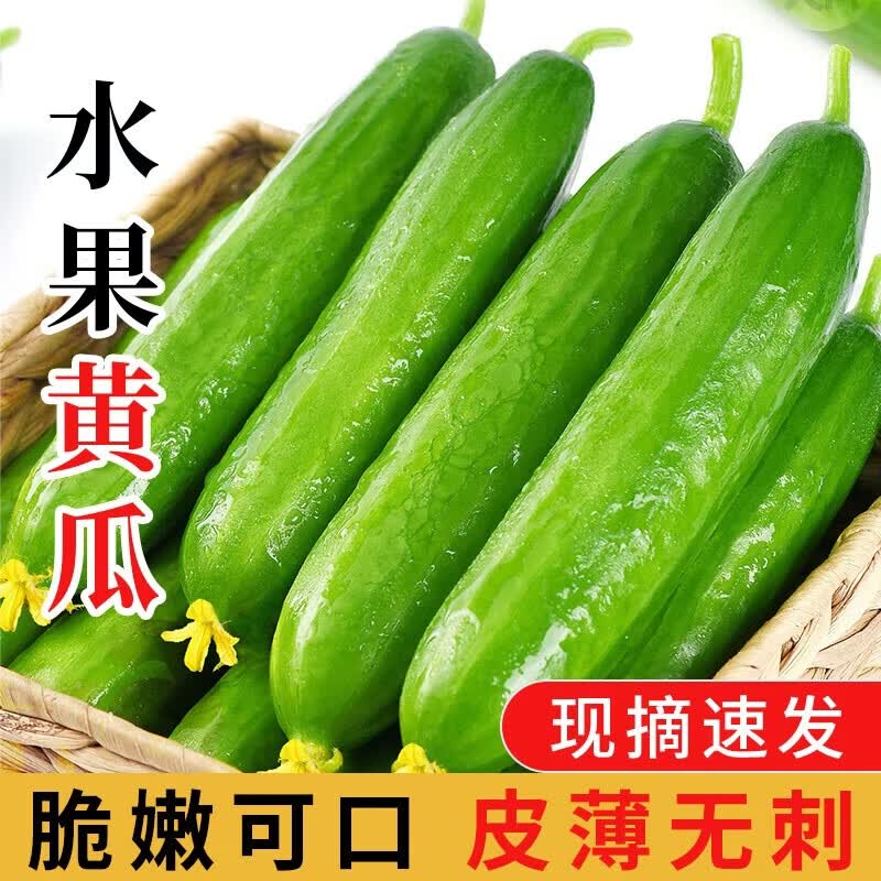 谷优珍水果小黄瓜4.5斤 12.9元 - 聚合线报