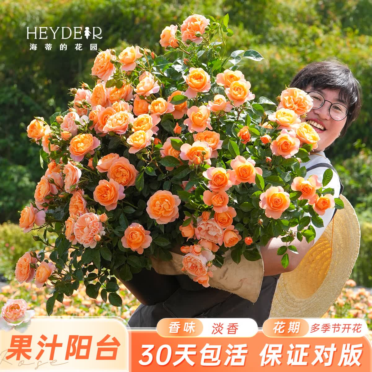 月季果汁阳台15cm*盆 19.8元 - 线报酷