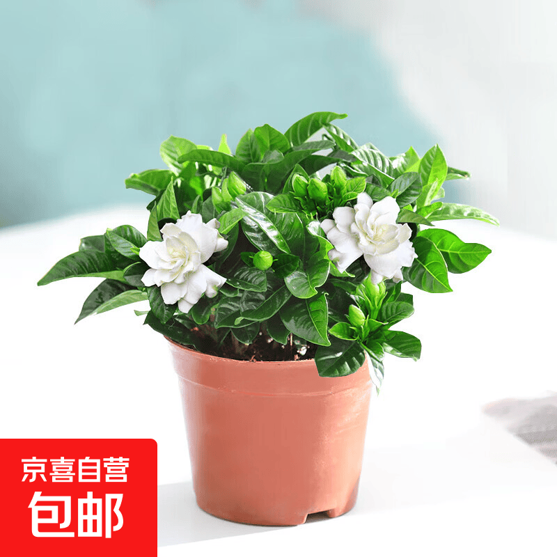 丛生栀子花盆栽 6.99元 - 86线报