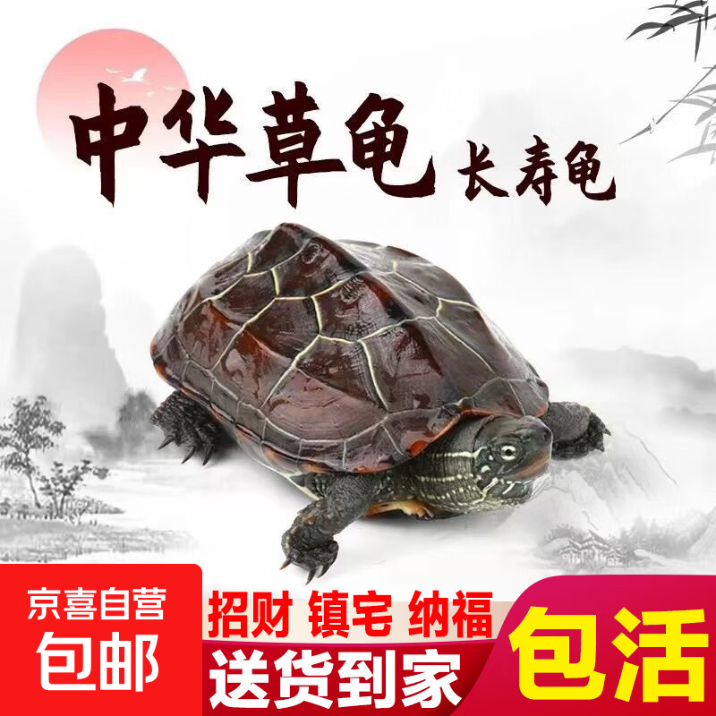 草龟1只送龟粮 0.84元 - 86线报