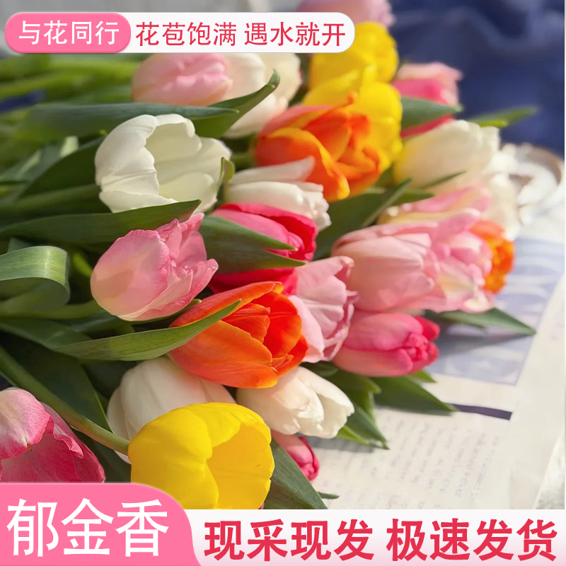 与花同行 生花苞郁金香鲜切花10枝 9.9元 - 折送网