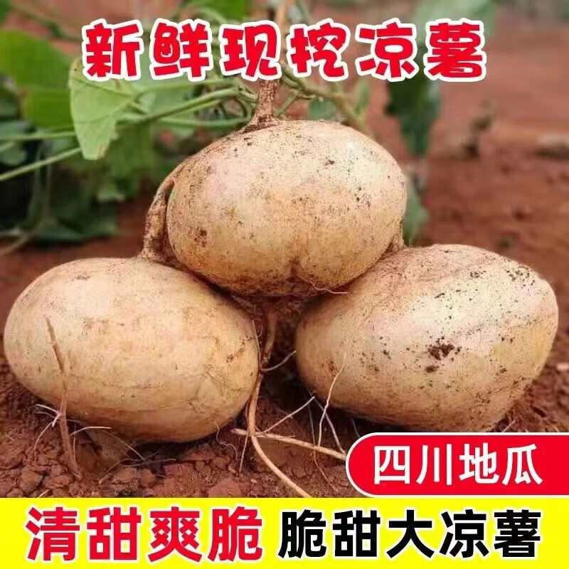 新鲜凉薯净重8.5斤 14.9元 - 线报酷