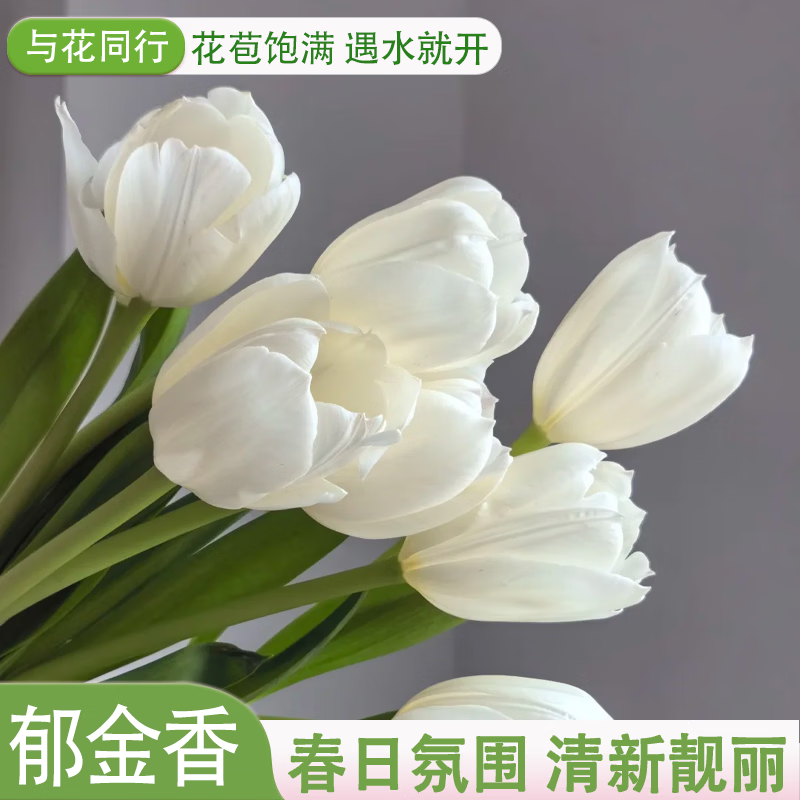 与花同行爆款郁金香节10枝 9.9元 - 线报酷