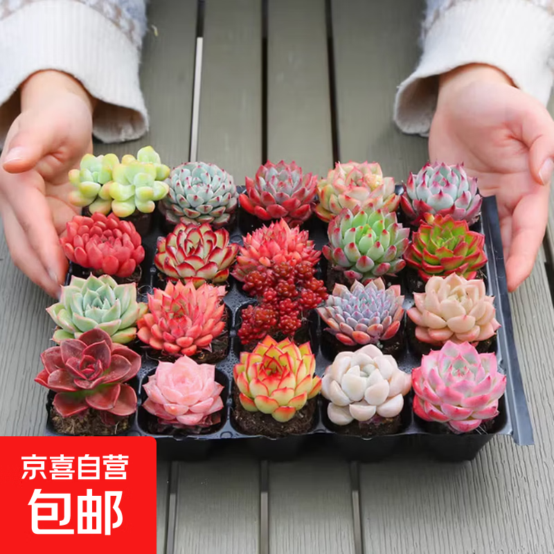 多肉植物2颗 0.99元 - 线报酷