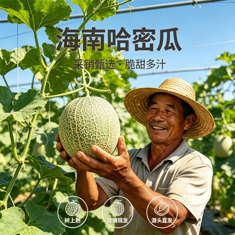 京觅西州蜜25号哈密瓜4.5-5斤装 15.8元 - 线报酷