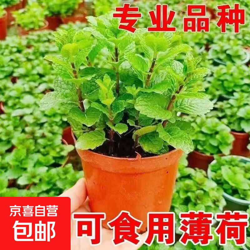 大盆薄荷盆栽 7.99元 - 线报酷