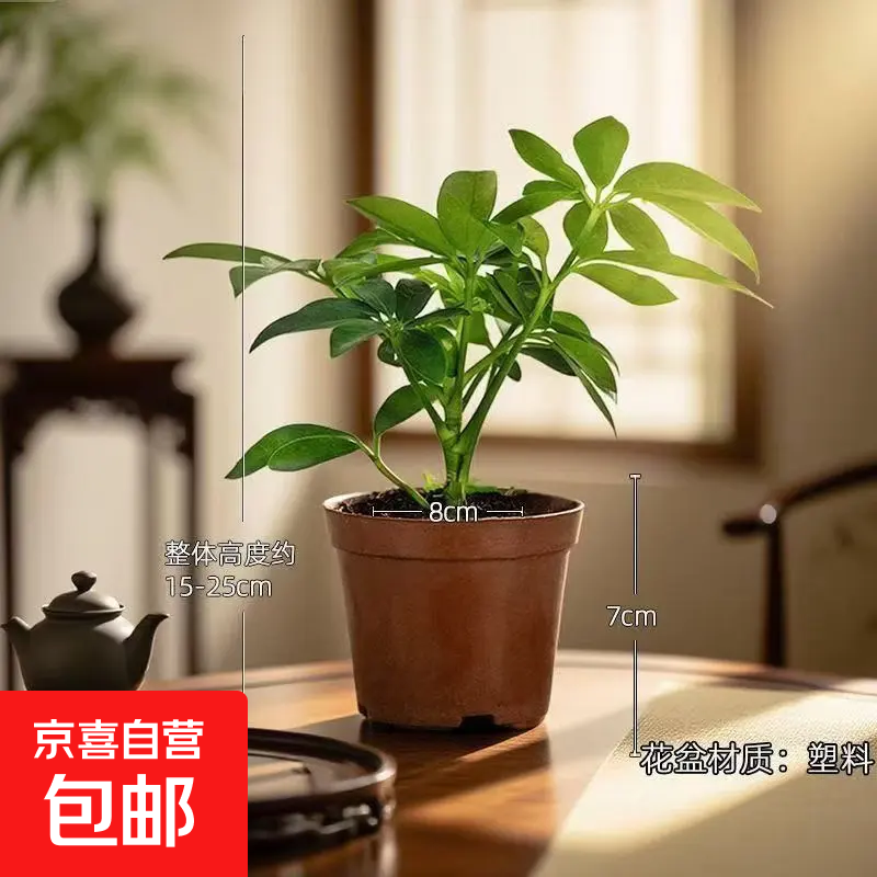 单株鸭脚木+塑料原盆 5.99元，单杆发财树+舍得盆 6.99元，精品驱蚊竹柏5棵 6.99元 - 线报酷