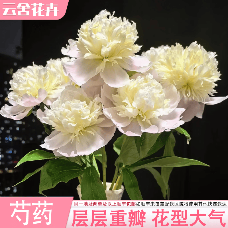 云舍花卉随机色芍药10枝 18.98元 - 线报酷
