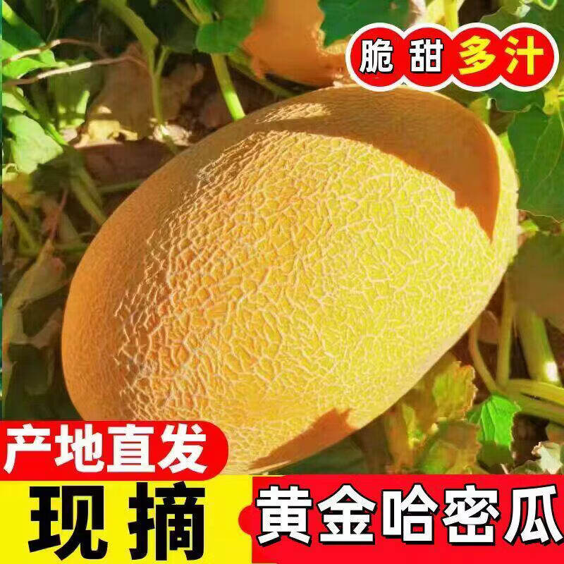 久雅优鲜山东黄金哈蜜瓜净重5-7斤(1-2个) 16.9元 - 86线报