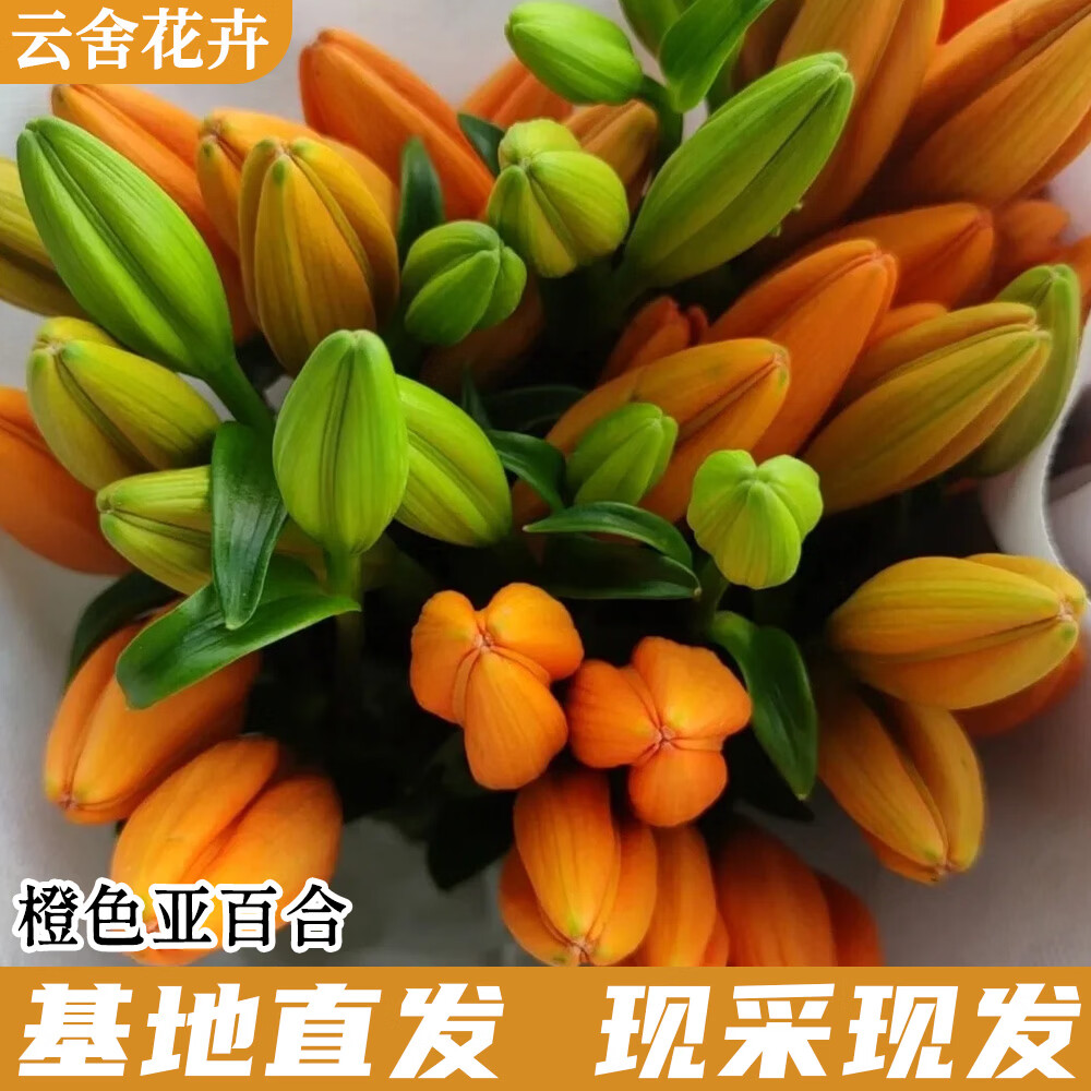 云舍花卉橙色百合12-14个花苞 19.8元 - 86线报