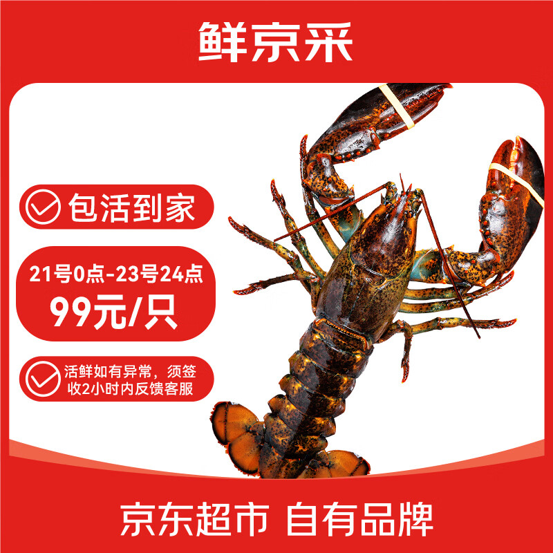 鲜京采鲜活波士顿龙虾净重400g-500g/只 99元 - 美泡泡